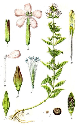 saponaria
