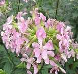 saponaria1