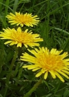 taraxacu