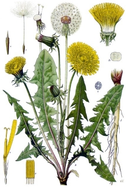 taraxacum
