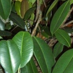 ficus