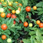 pommier