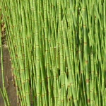prelemarais