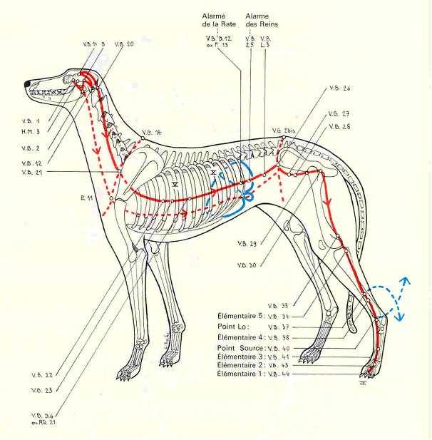 11meridienvesiculebiliaire