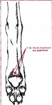 pied3
