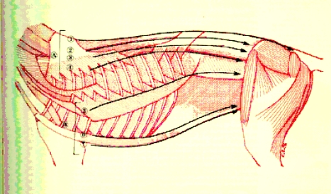 tronc1