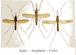 moustique3