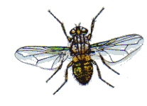 musca