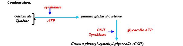 glutathion