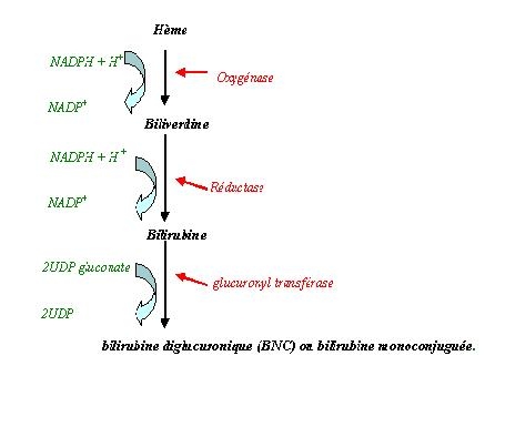 pathologieporphyries