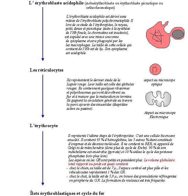 serieerythrocytaire2