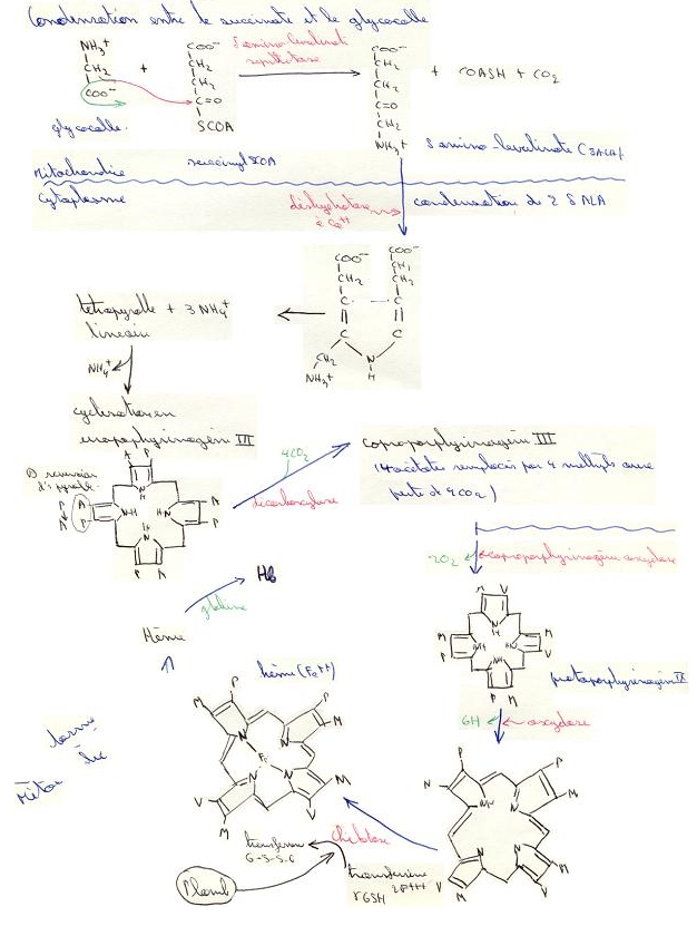 syntheseporphyrie
