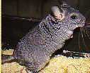 chinchilla