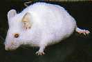 souris
